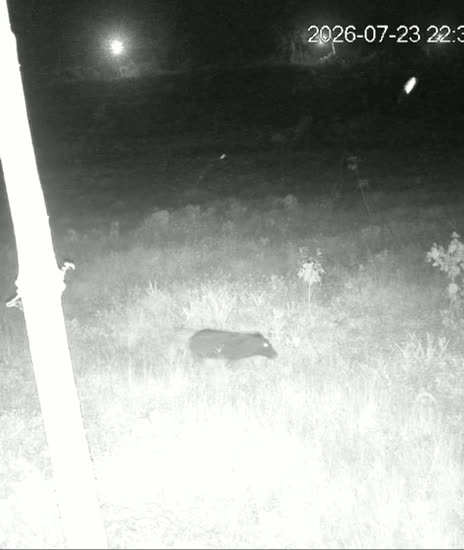 A wild boar moving through grass on an infrared night camera.